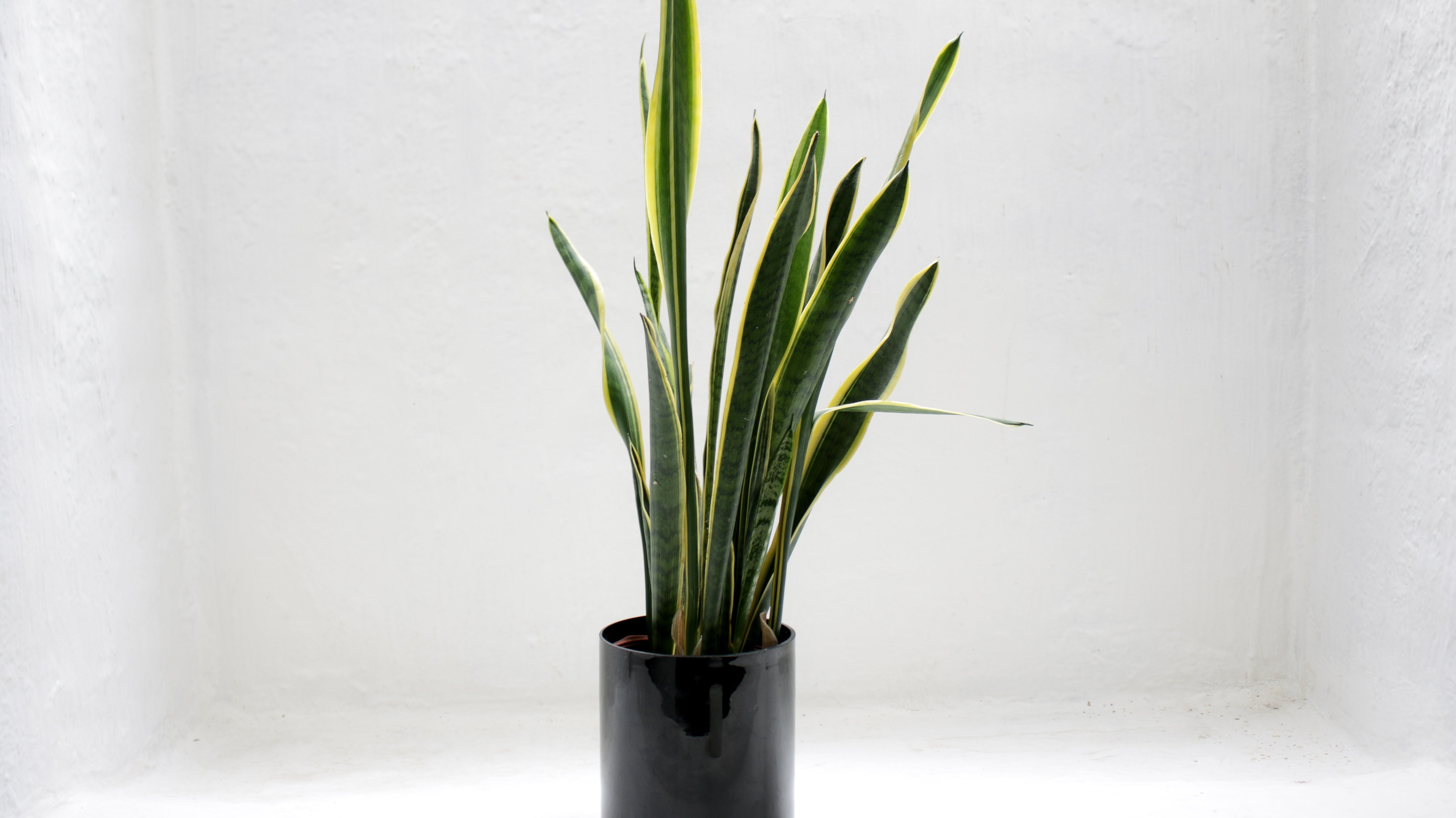 Create a sanctuary in your home, the best indoor plants to brighten up your space