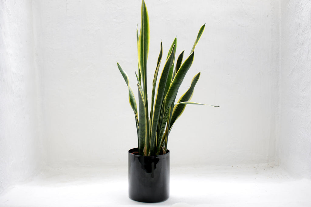 Create a sanctuary in your home, the best indoor plants to brighten up your space